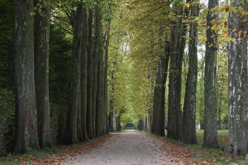 Tree lined path at Versilles