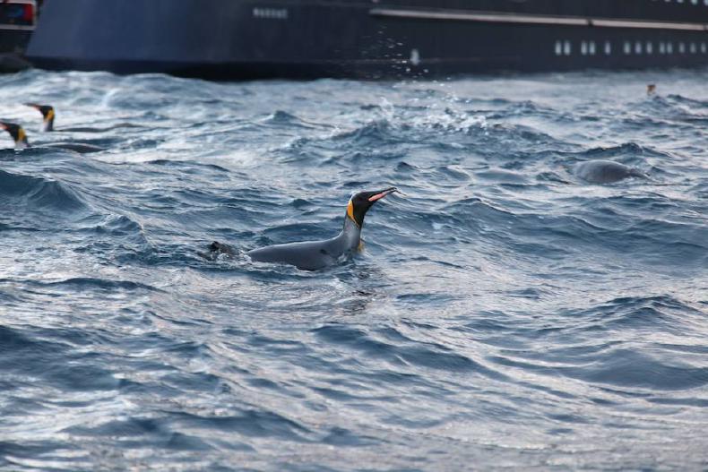 King penguin in the water