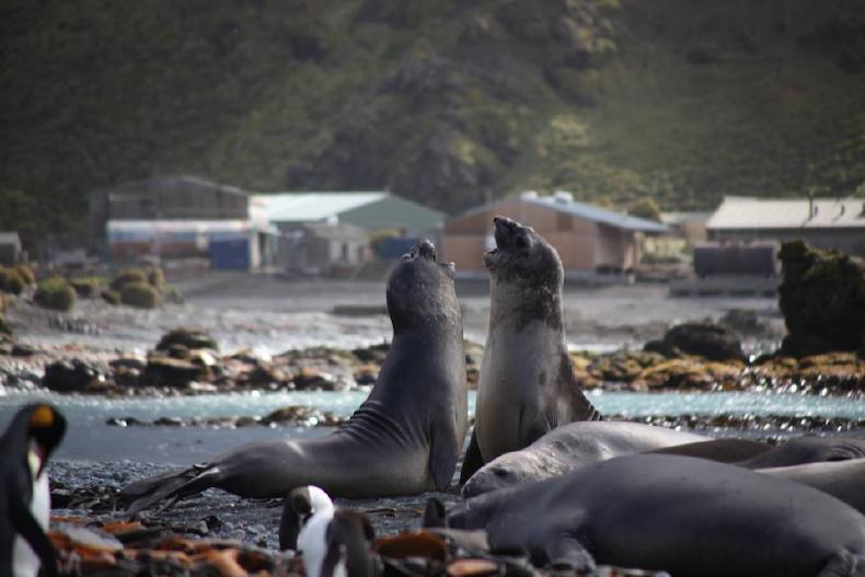 Elephant seals near the base
