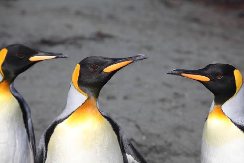 Closeup of King penguins
