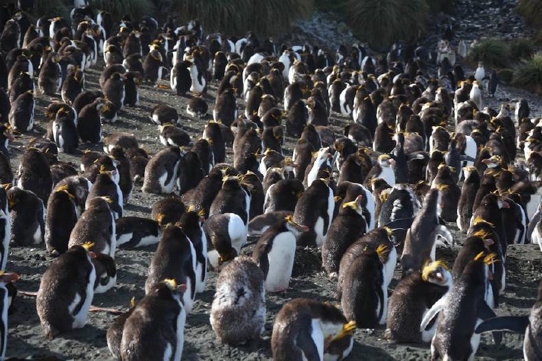 Royal penguin rookery