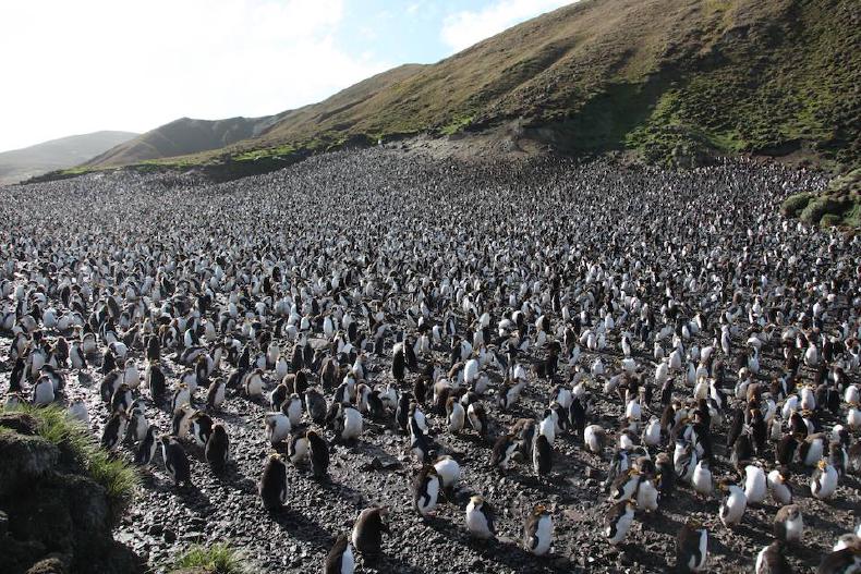 Royal penguin rookery