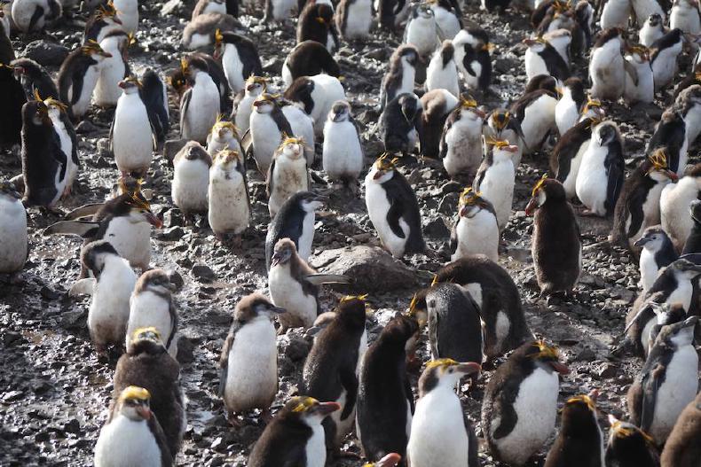 Royal penguin chicks