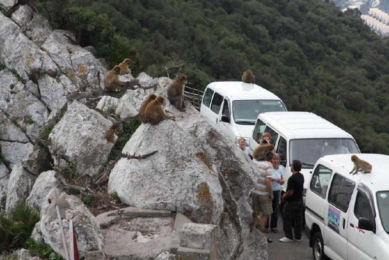 Barbary Macaques and tourists