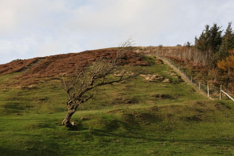 North Wales: windswept tree